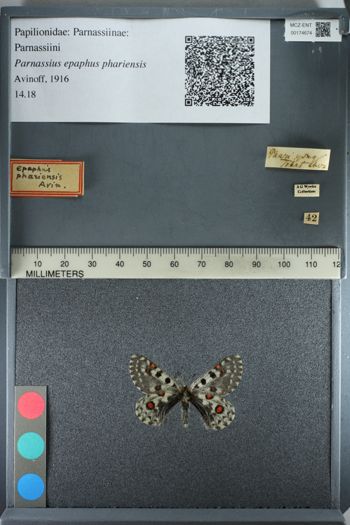 Media type: image;   Entomology 174674